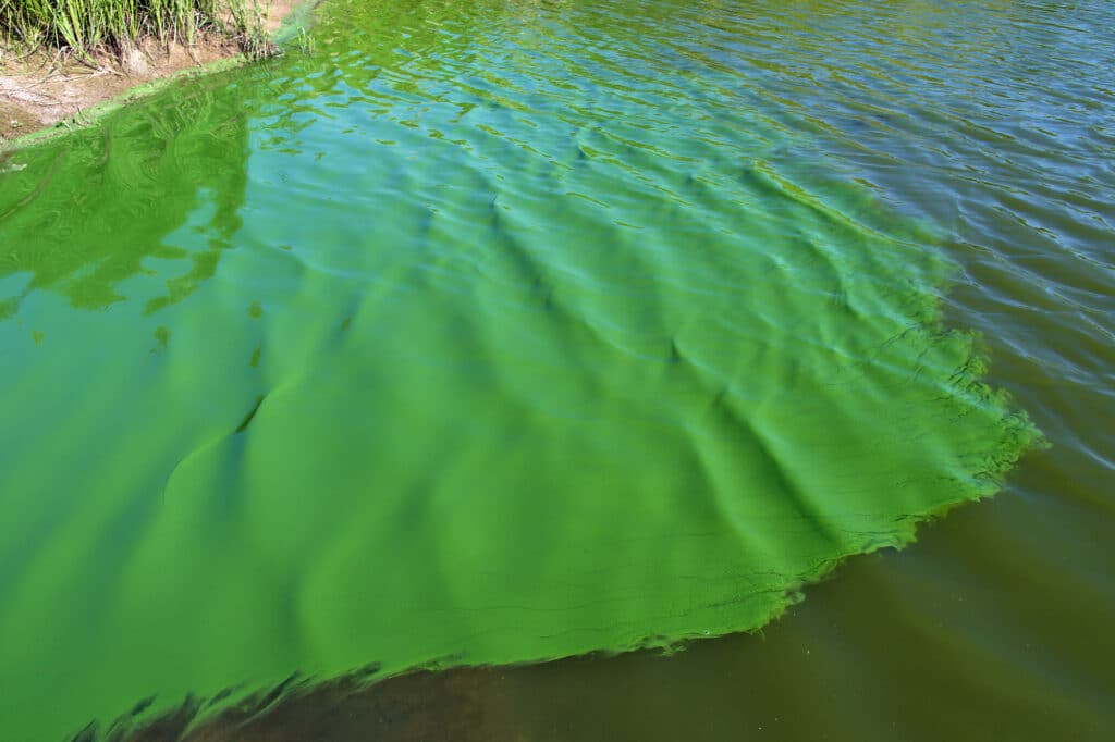 Blue-green cyanobacteria in a waterway