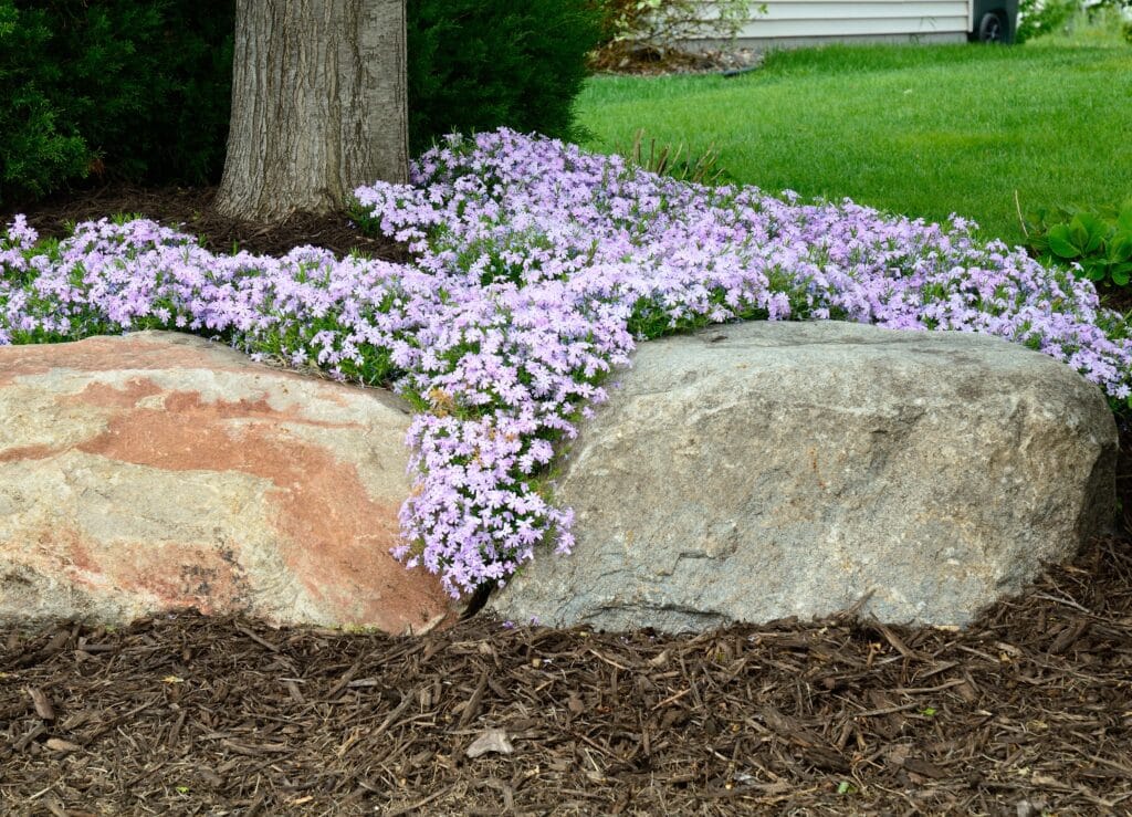 Creeping Phlox (Phlox subulata) Landscaping and Rock Retaining Wall at a Residential Home