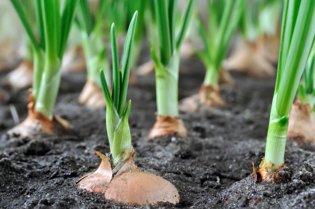 Green onion inground vegetable garden close up