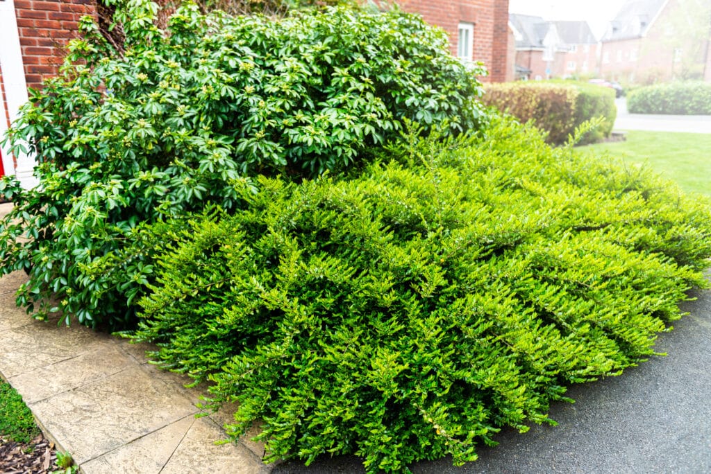 Overgrown bushes