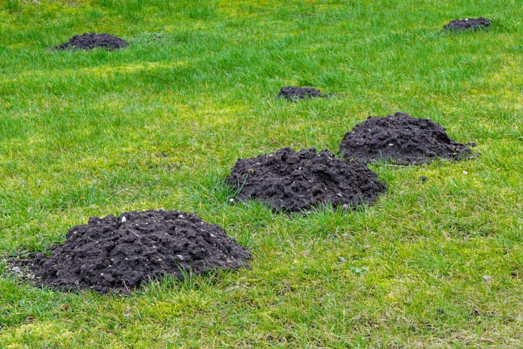 Fresh mole hills in a yard